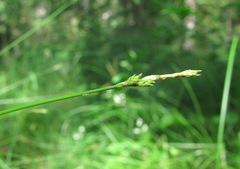 Carex brizoides