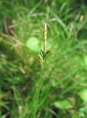 Carex brizoides