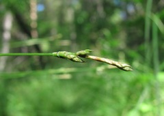 Carex brizoides