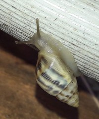 Drymaeus serperastrum