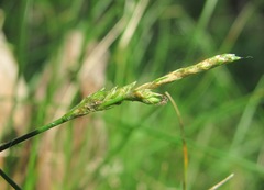 Carex brizoides