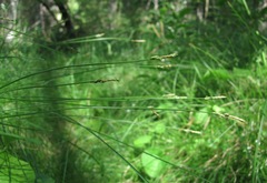 Carex brizoides
