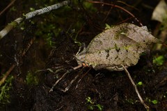 Typophyllum spurioculis