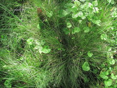 Carex brizoides