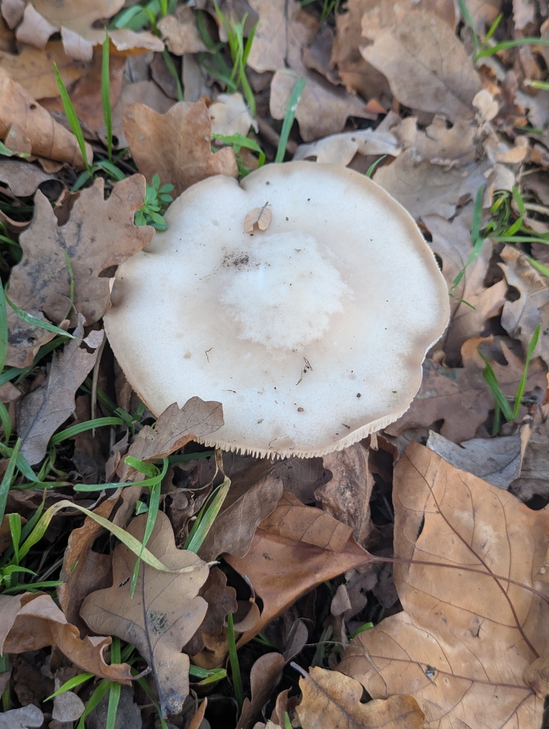 Collybia personata · November 2025 · photo: © pilmar (iNaturalist, cc0)