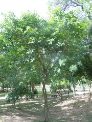 Rhamnidium elaeocarpum