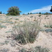 Artemisia ledebouriana - Photo (c) Daba, algunos derechos reservados (CC BY-NC), subido por Daba