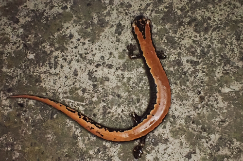 Bolitoglossa platydactyla