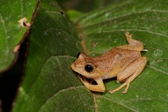 Pristimantis eugeniae
