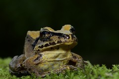 Pristimantis actites