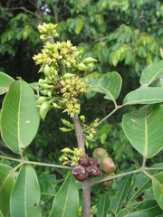 Protium heptaphyllum