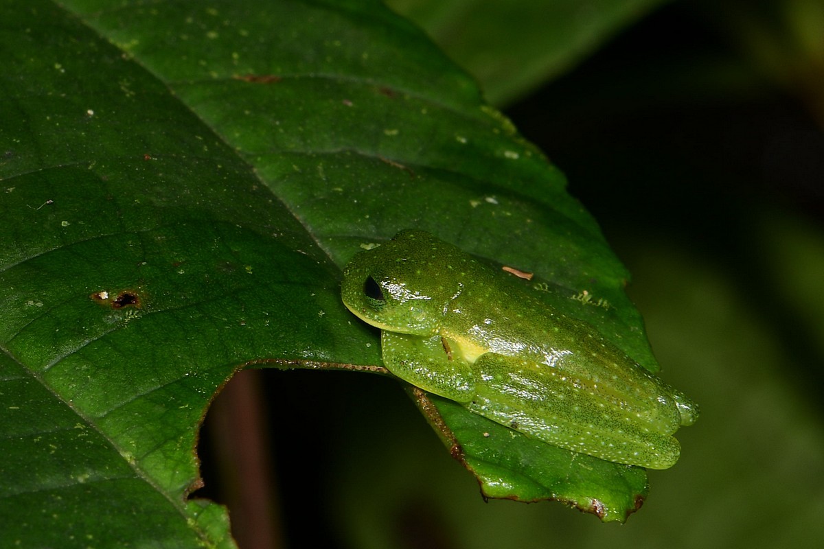 Gold-dust Glassfrog, Centrolene ballux
