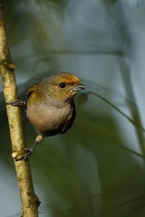 Euphonia xanthogaster