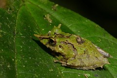 Pristimantis appendiculatus