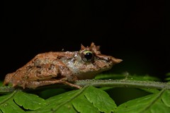 Pristimantis appendiculatus