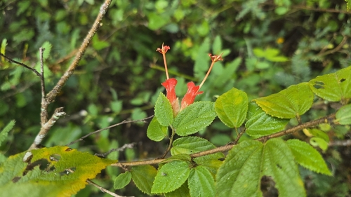 Coralillo (Helicteres guazumifolia)
