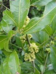 Protium heptaphyllum