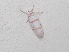 Cyana perornata