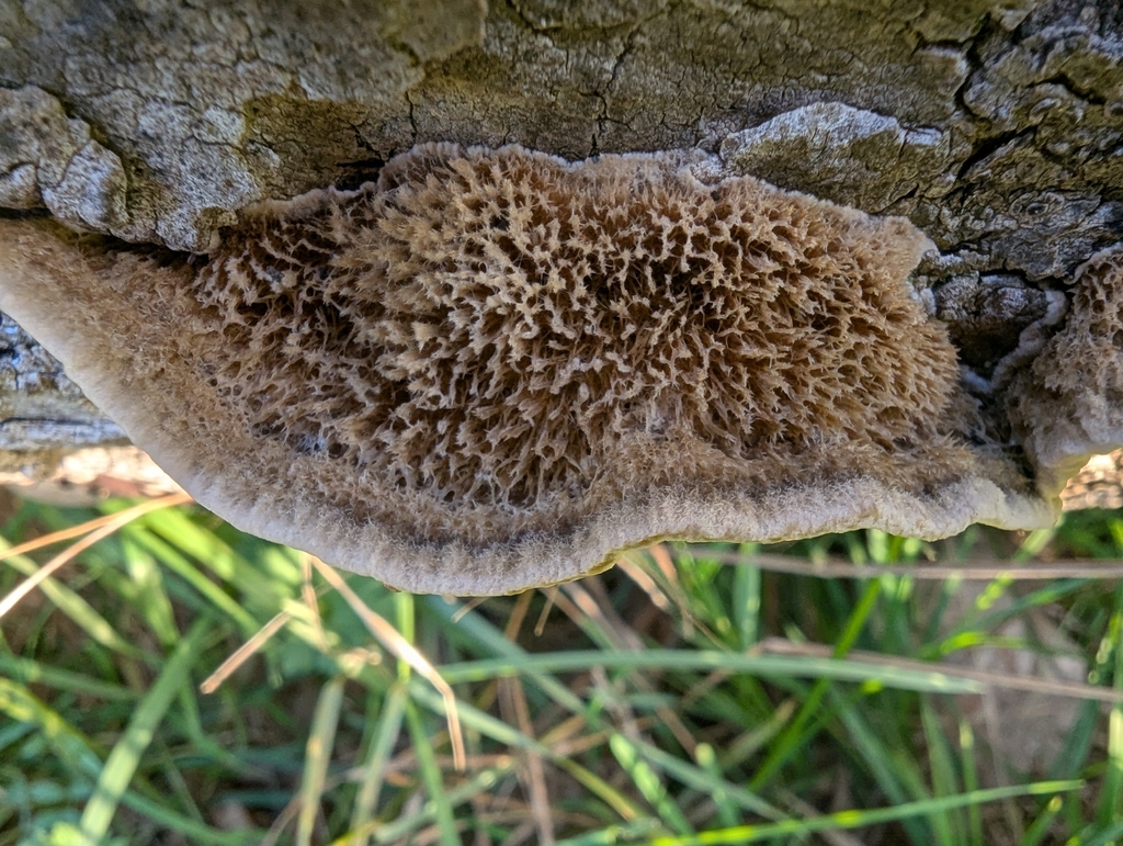 Coriolopsis gallica · November 2025 · photo: © pilmar (iNaturalist, cc0)
