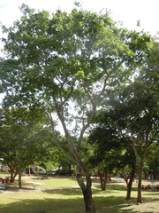 Anadenanthera colubrina cebil