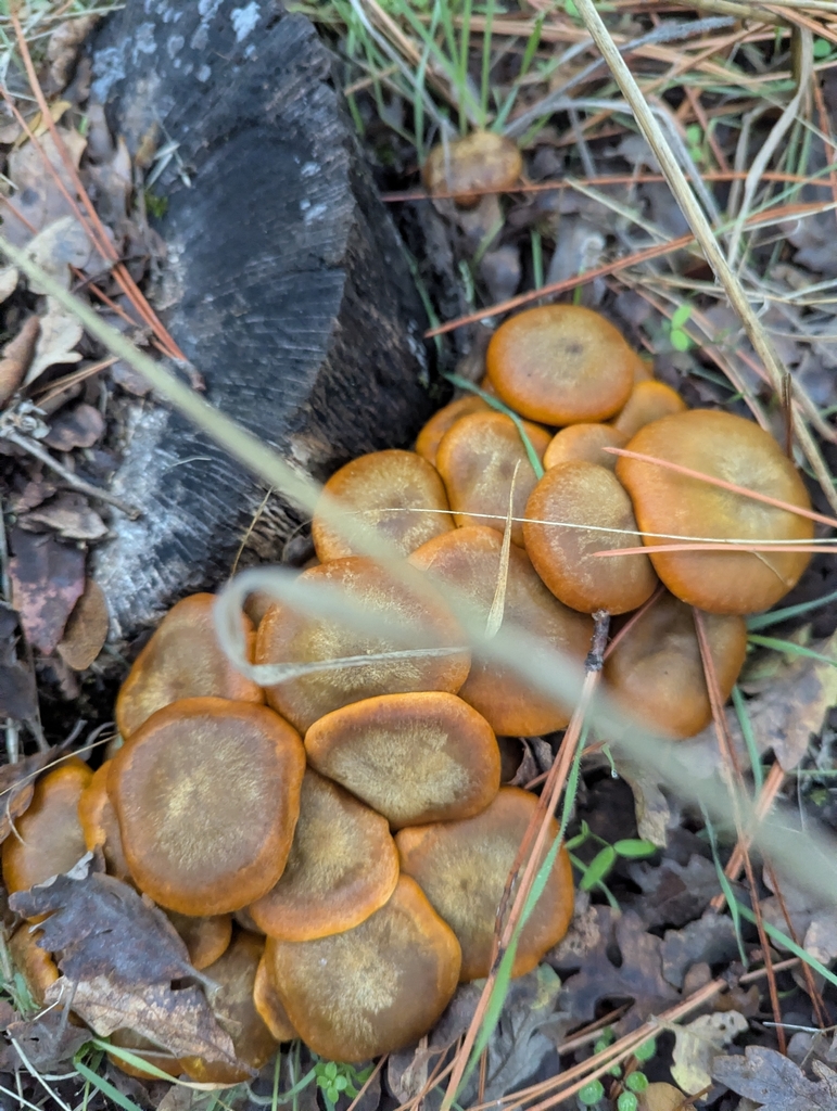 Omphalotus olivascens · November 2025 · photo: © louisiv826 (iNaturalist, cc-by)