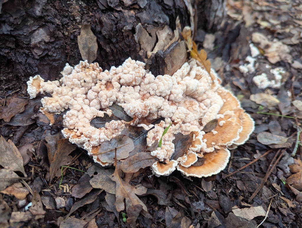 Abortiporus biennis · November 2025 · photo: © louisiv826 (iNaturalist, cc-by)