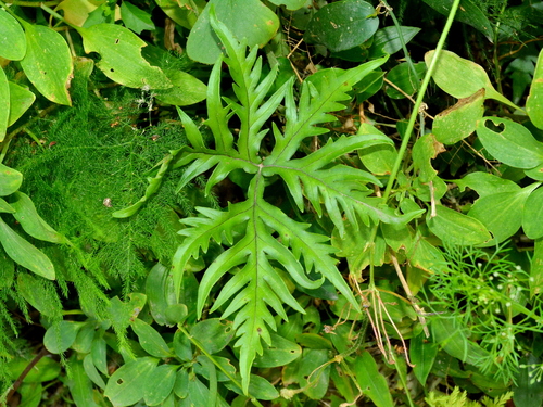 Geranium Fern (Doryopteris concolor)