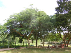 Chloroleucon tenuiflorum