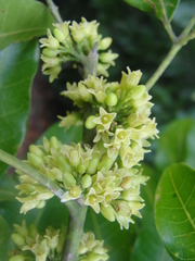 Protium heptaphyllum