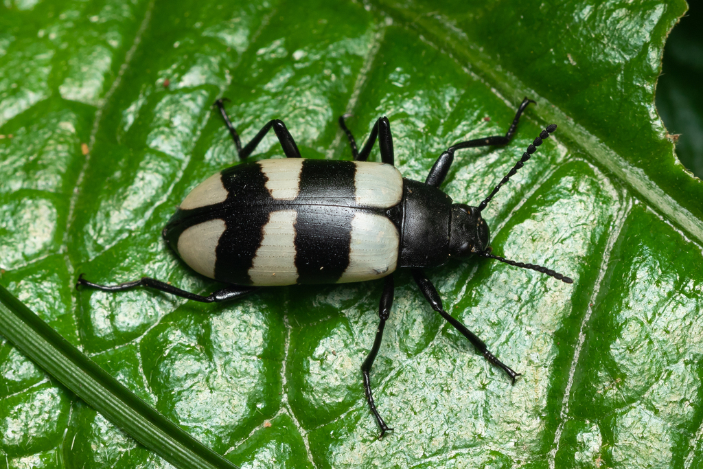 Poecilesthus
