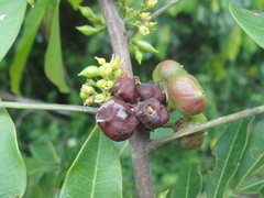 Protium heptaphyllum