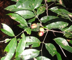 Protium heptaphyllum