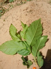Campomanesia aromatica