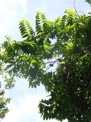 Porcelia steinbachii