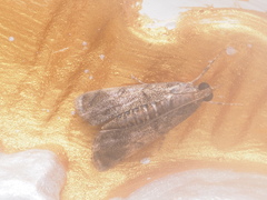 Noorda