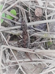 Anolis humilis
