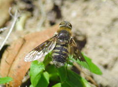 Paravilla hypoxantha