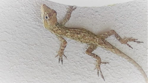 High Anole, Anolis altae