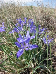 Iris ivanovae