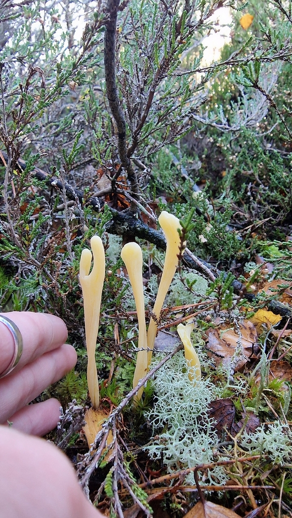 Clavaria argillacea · November 2025 · photo: © fungiary (iNaturalist, cc0)