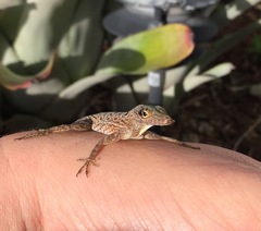Anolis stratulus