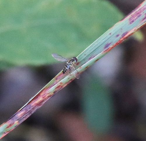 Unknown species found near Oak Ridge, TN, USA