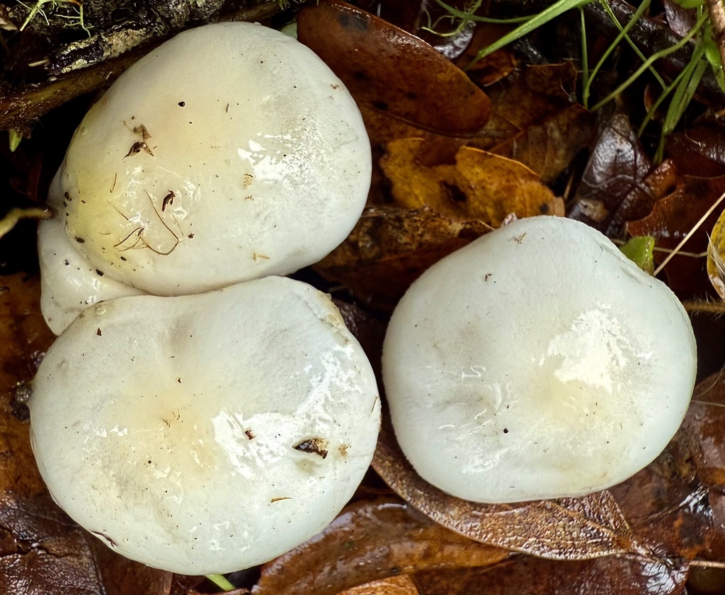 Hygrophorus eburneus · November 2025 · photo: © hllrnnr (iNaturalist, cc0)