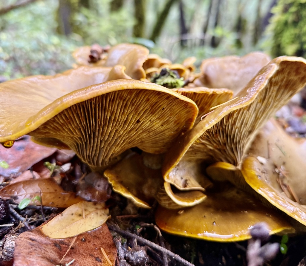 Omphalotus olivascens · November 2025 · photo: © hllrnnr (iNaturalist, cc0)