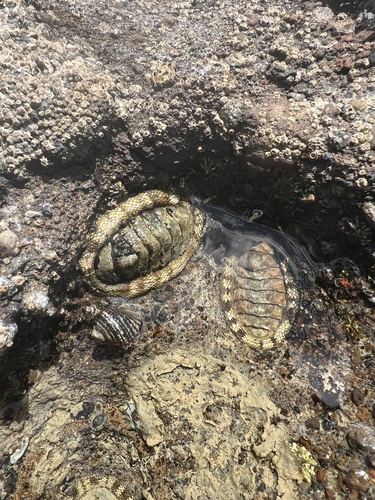 Sypharochiton pelliserpentis