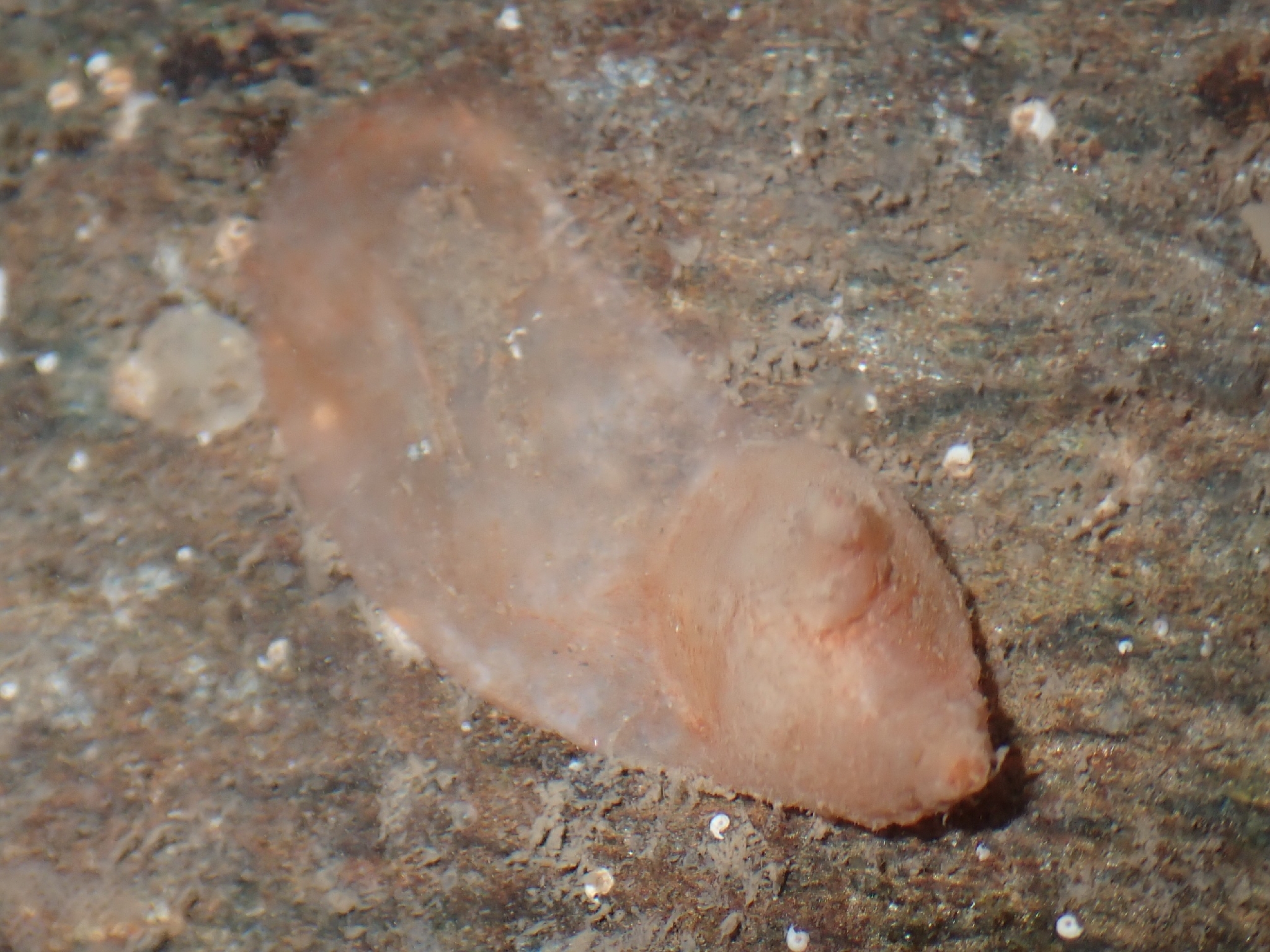 Corella eumyota Traustedt, 1882
