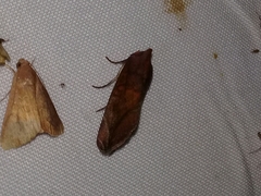 Hemicephalis