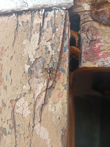 Gray Wall Jumping Spider