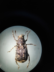 Dissoleucas niveirostris