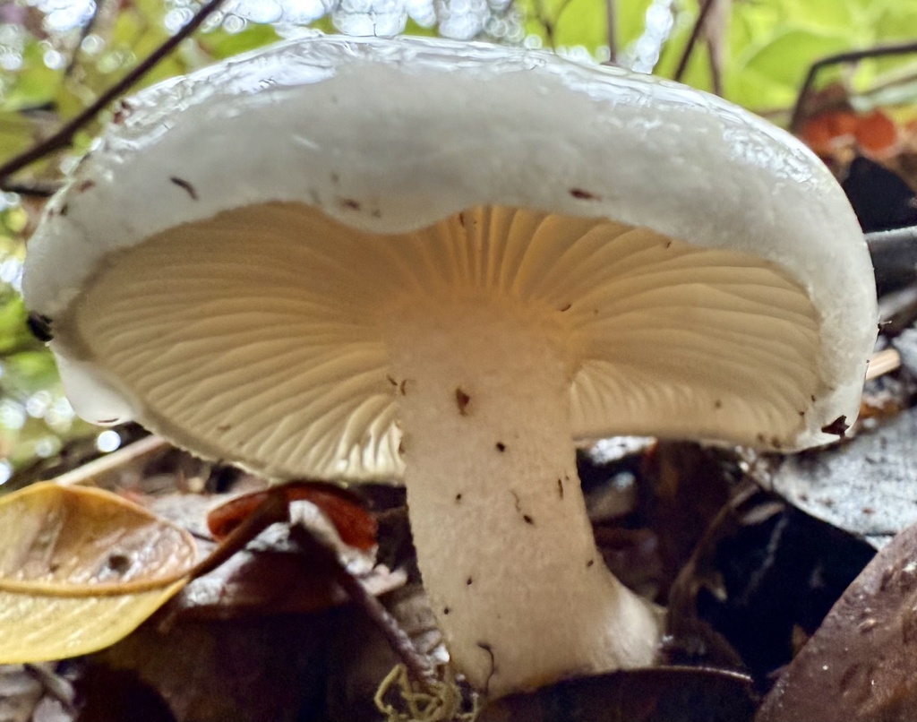 Hygrophorus eburneus · November 2025 · photo: © hllrnnr (iNaturalist, cc0)